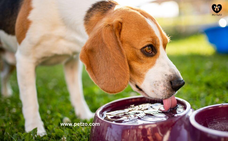 A beagle drinking water from a bowl outdoors. How long can a dog go without water? Hydration is key for their health.