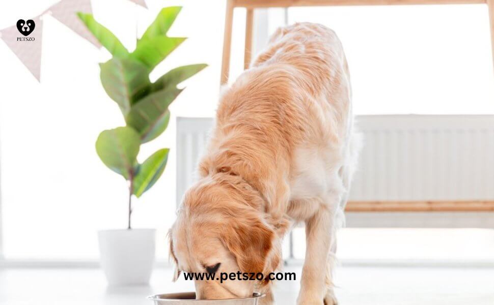 Golden Retriever eating from a bowl in a well-lit room, important for pet owners to understand how long a dog can go without eating.