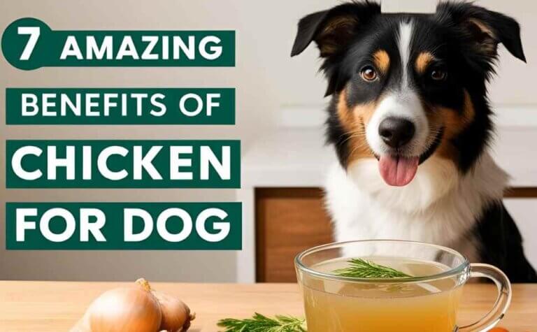 A cheerful dog next to a cup of chicken broth with herbs, showcasing the 7 amazing benefits of chicken broth for dogs, including hydration and gut health.