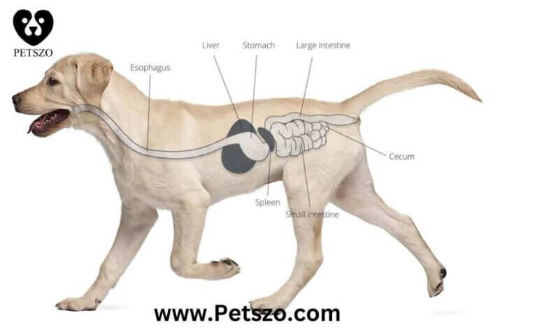 "Diagram showing the digestive system of a dog, including the esophagus, stomach, liver, spleen, small intestine, and large intestine. Learn how long it takes a dog to digest food and understand the digestion process."