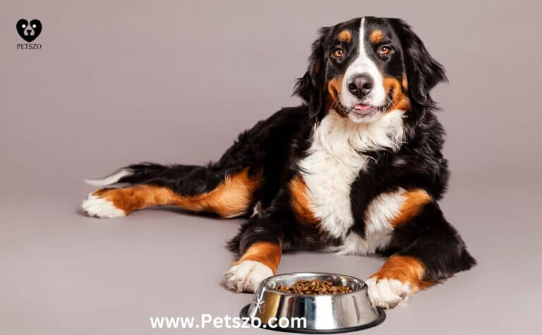 "Bernese Mountain Dog lying beside a full food bowl, highlighting dog appetite loss and pet nutrition concerns."