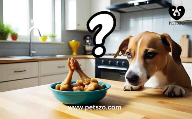 A curious dog staring at a bowl of chicken feet, questioning whether they are safe to eat. Can chicken feet be healthy for your dog or risky? Find out the pros and cons.