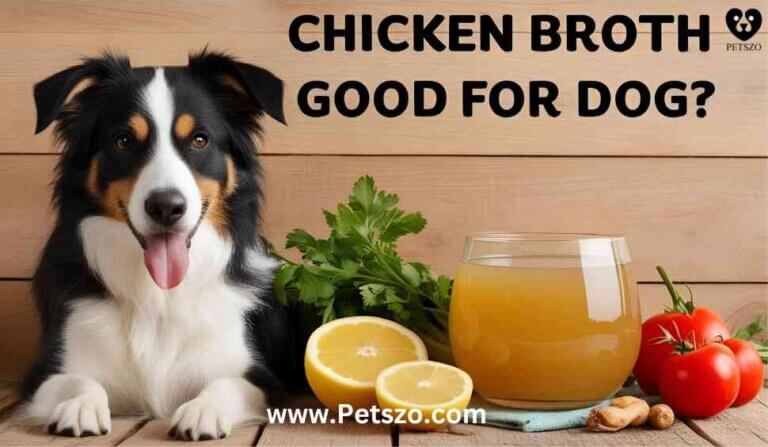 "A happy dog sitting beside a glass of fresh chicken broth with healthy ingredients like lemon, tomatoes, and herbs. Is chicken broth good for dogs? Discover its benefits and precautions."