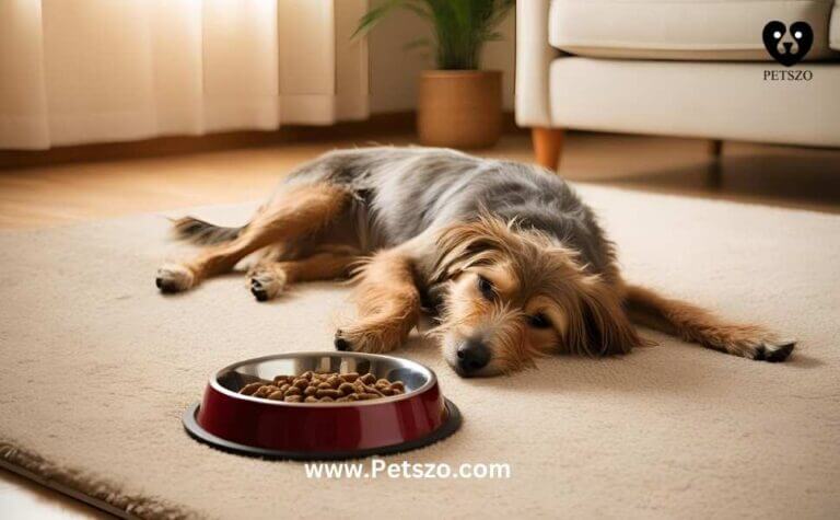 "Sick dog lying near its food bowl, struggling to eat. Tips to help a sick dog regain appetite and eat again."